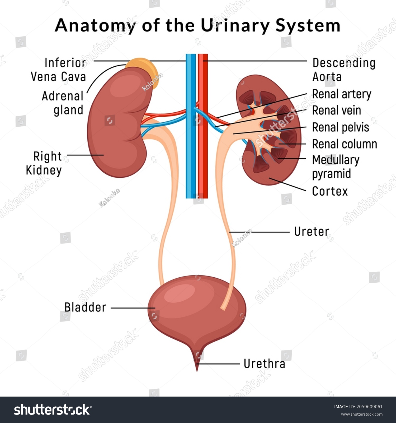 Urinary System Anatomy Incontinence Biology Infection Stock Vector ...