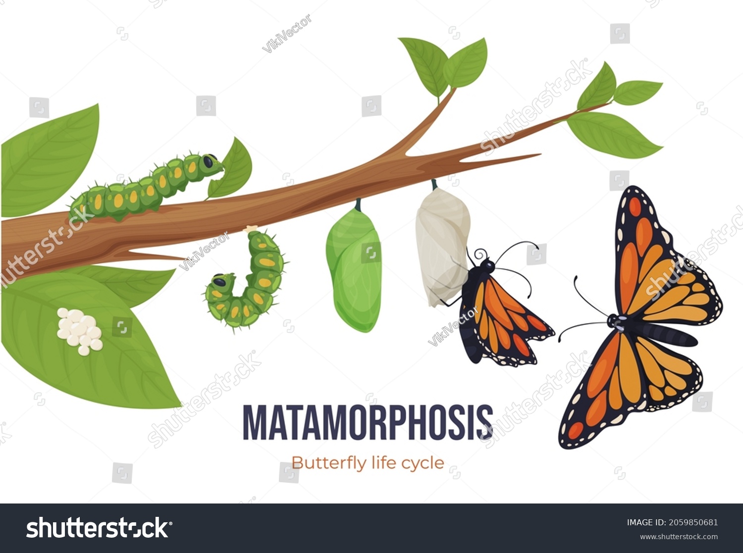 Cartoon Butterfly Life Cycle Metamorphosis Vector Stock Vector Royalty Free 2059850681