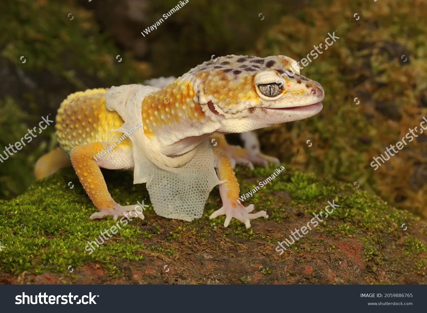 Leopard Gecko Process Molting This Reptile Stock Photo 2059886765 ...