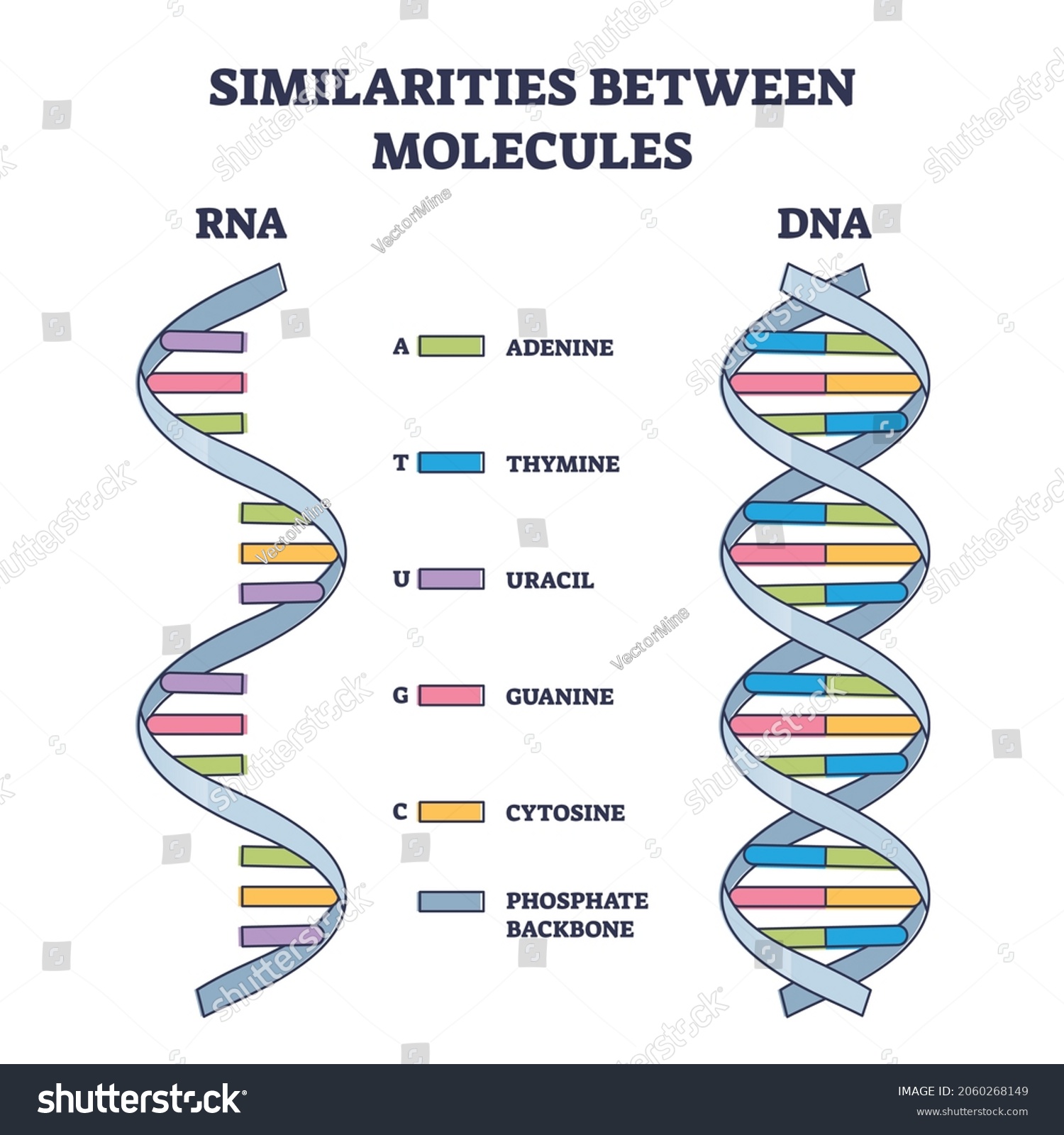 Similarities Between Rna Dna Molecules Illustrated Stock Vector ...