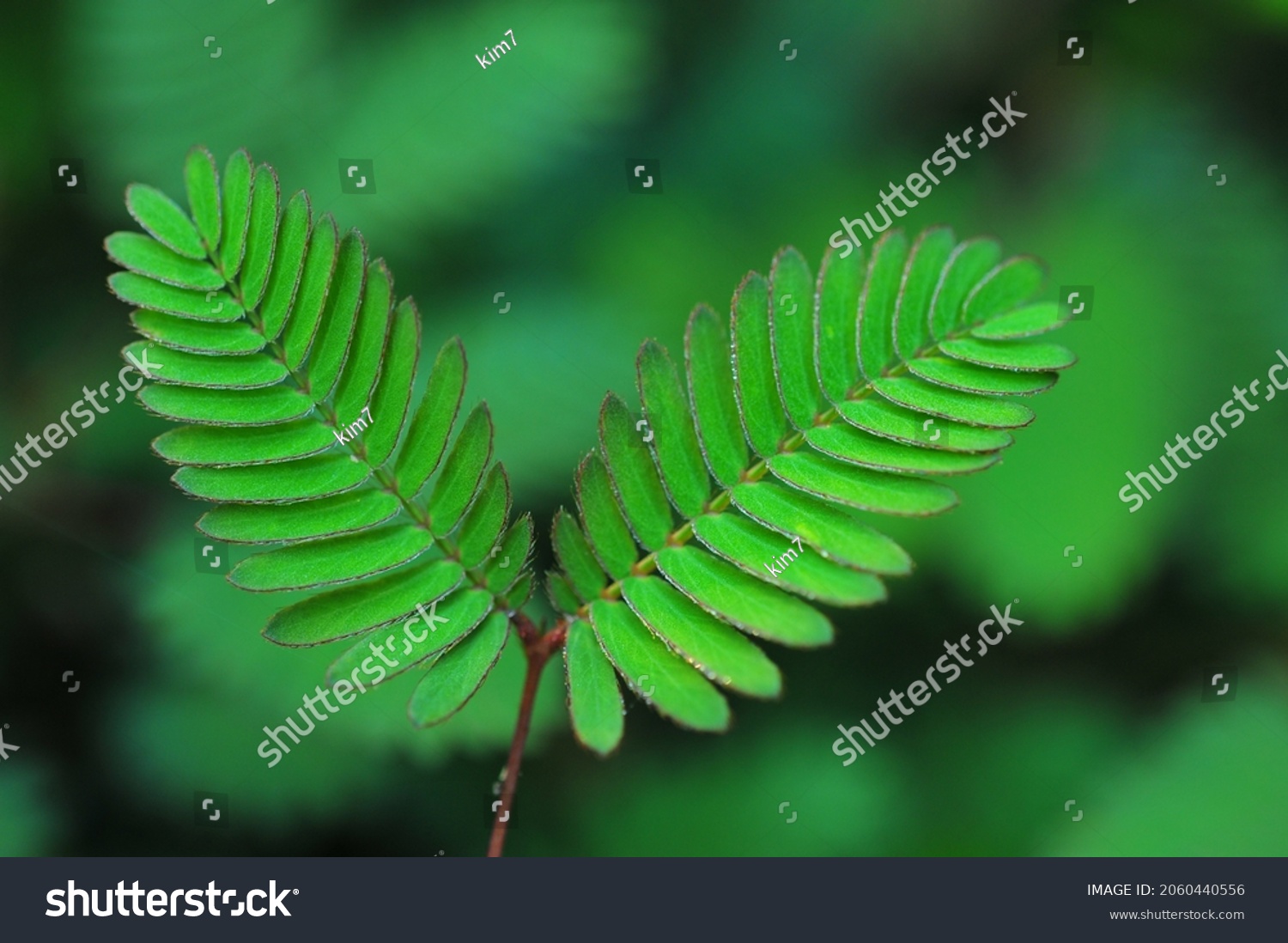 Coscinium Usitatum Pierre Thai Herb写真素材 Shutterstock