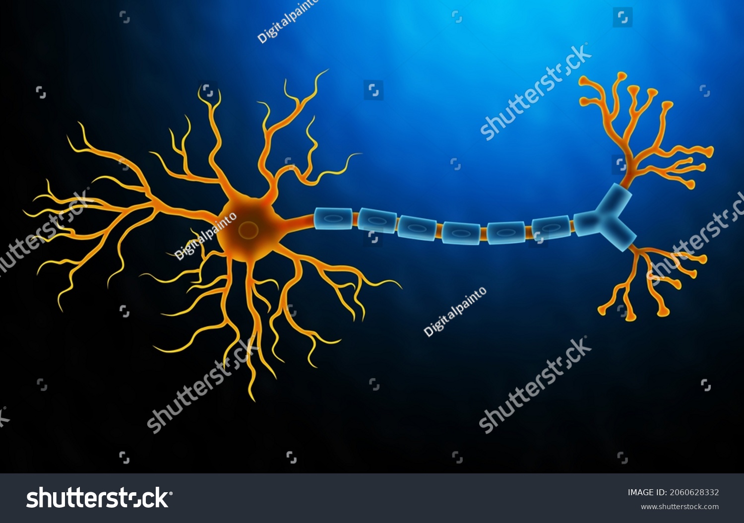 Medical Illustration Human Cell Anatomy Stock Illustration 2060628332 ...