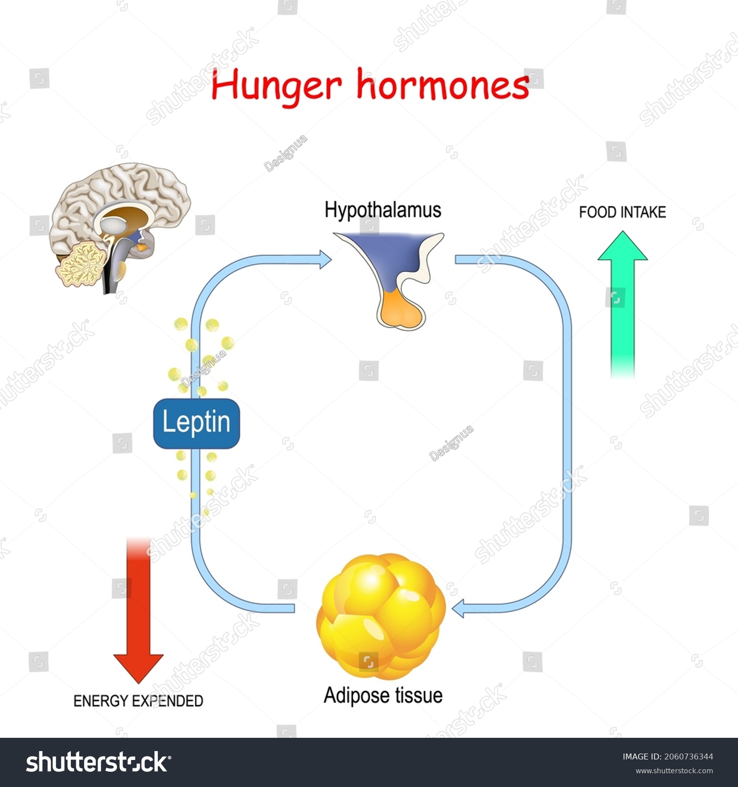 Appetite Leptin Hormone Adipose Tissue Leptin Stock Vector (Royalty ...