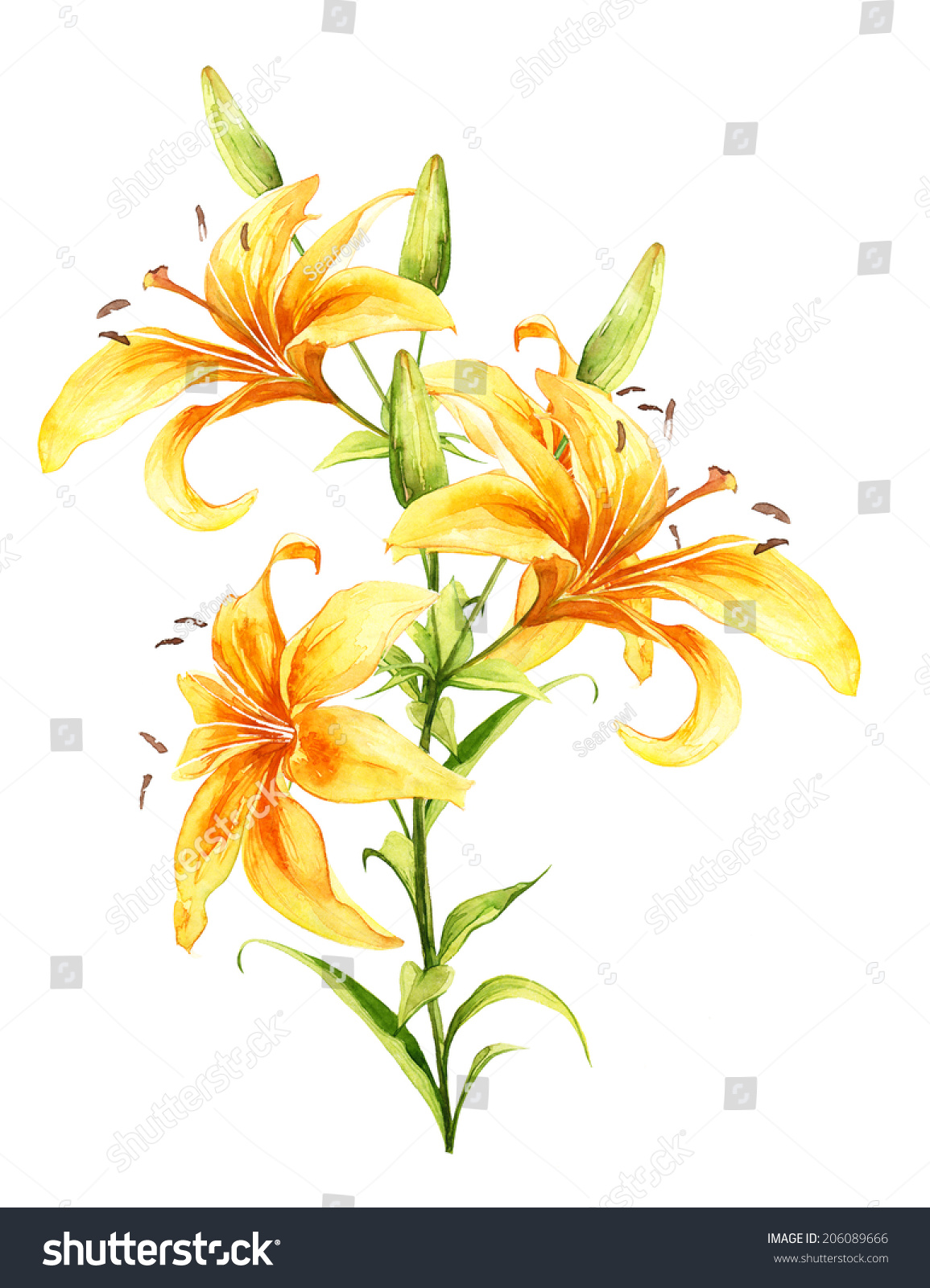 Watercolor Handmade Yellow Orange Red Lilly Stock Illustration ...