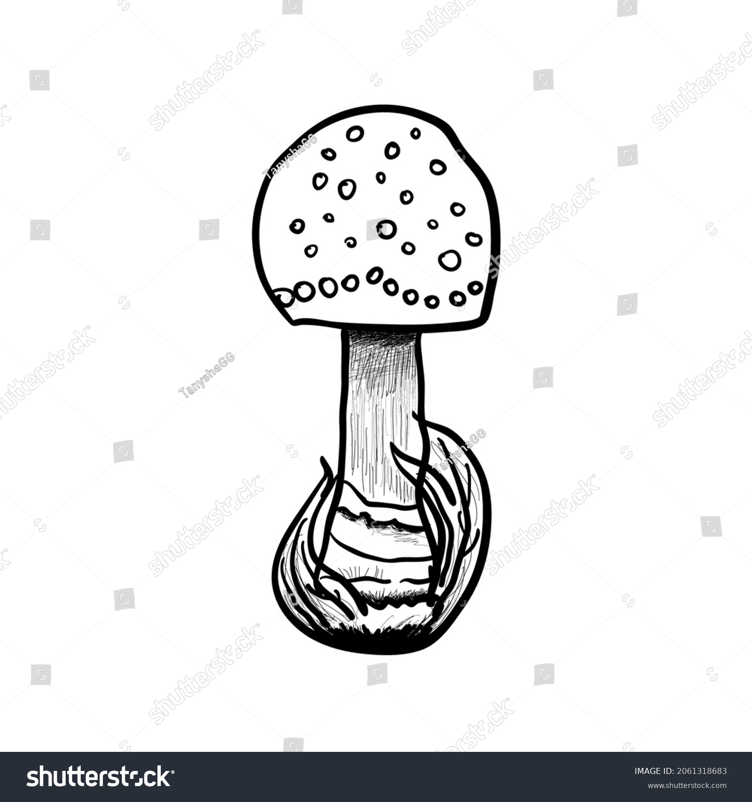 Amanita Mushroom Drawing Vector Illustration Stock Vector (Royalty Free ...