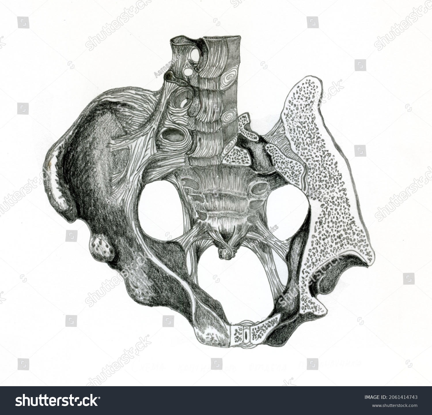 Pencil Drawing Pelvic Bone Stock Illustration 2061414743 