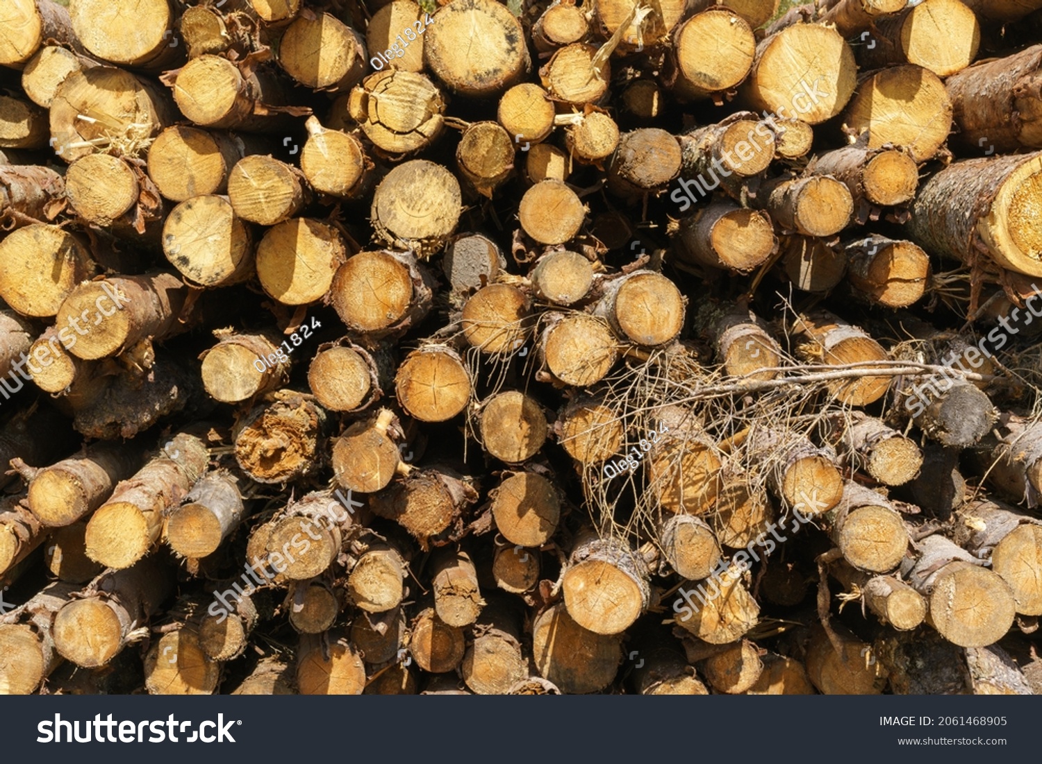 Deforestation Forest Destruction Chopped Tree On Stock Photo 2061468905 ...