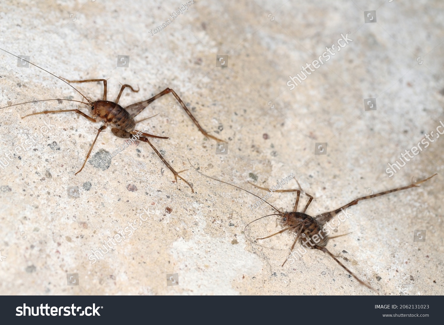 Greenhouse Camel Cricket Called Camelcricket Stone Stock Photo