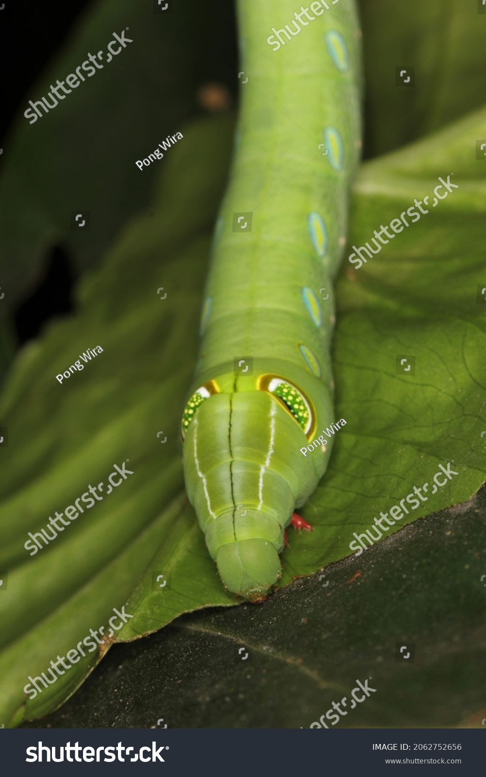 Hawk Moth Caterpillar Pergesa Acteus Sphingidae Stock Photo 2062752656 