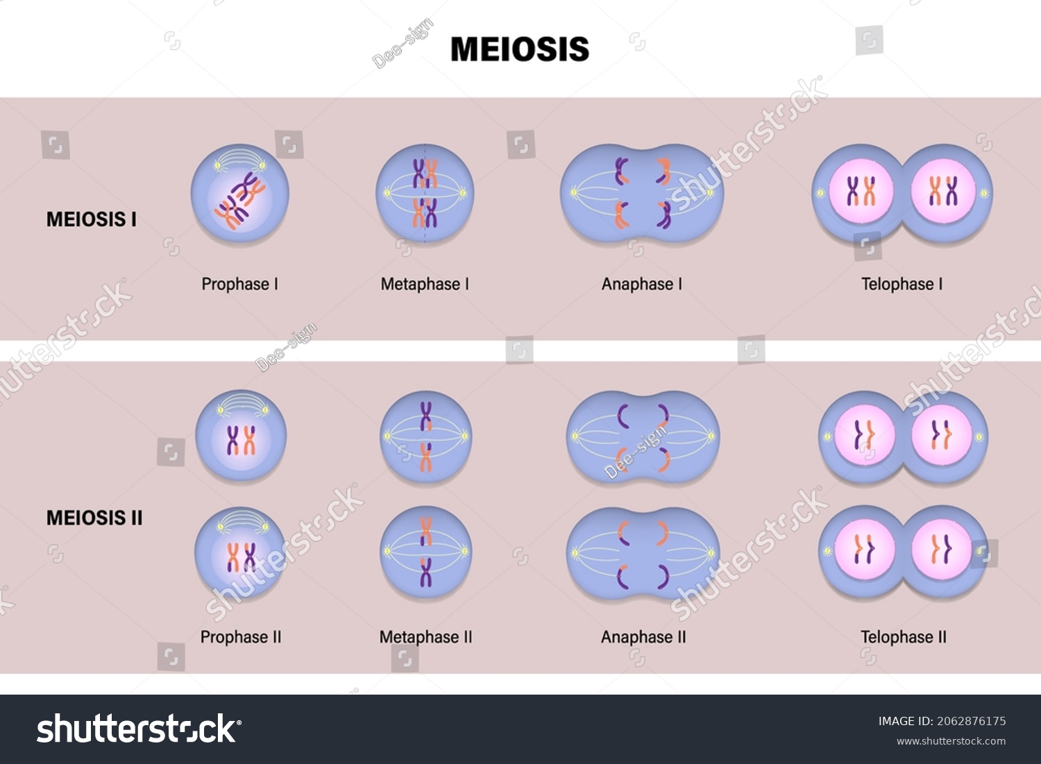 Meiotic Division Animal Cell Diagram Meiosis Stock Vector (Royalty Free ...