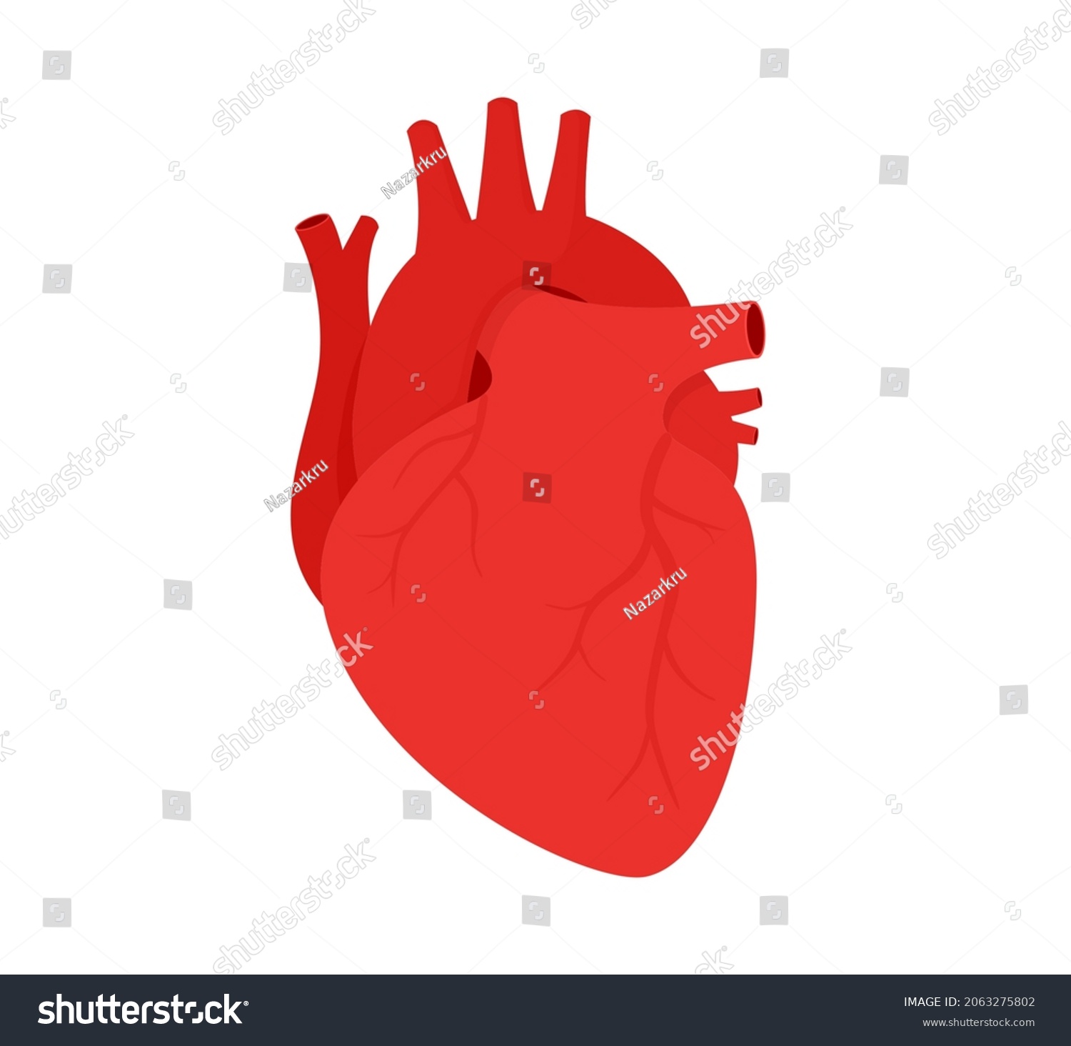 Vector Illustration Anatomy Human Heart Human Stock Vector (Royalty ...