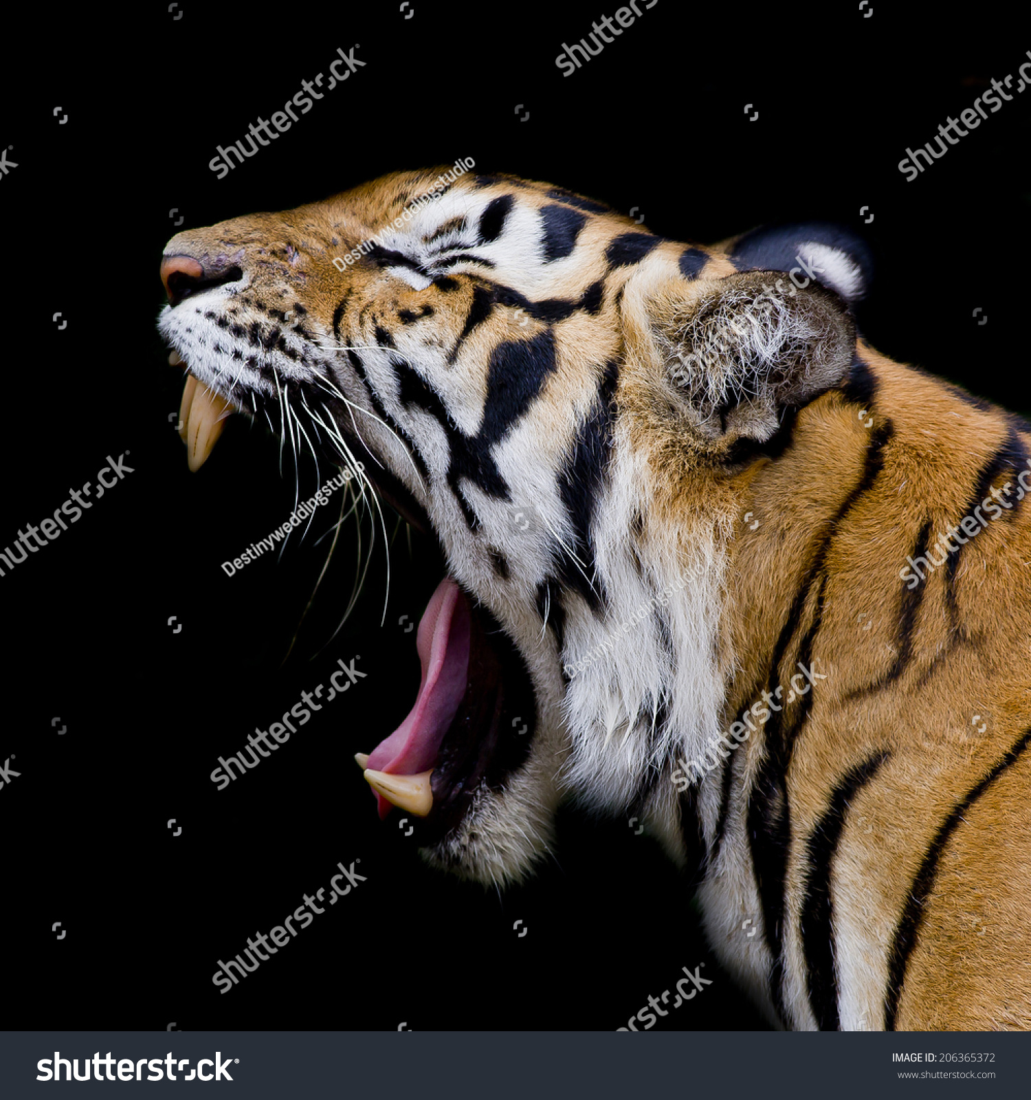 Sumatran Tiger Roaring Stock Photo 206365372 | Shutterstock