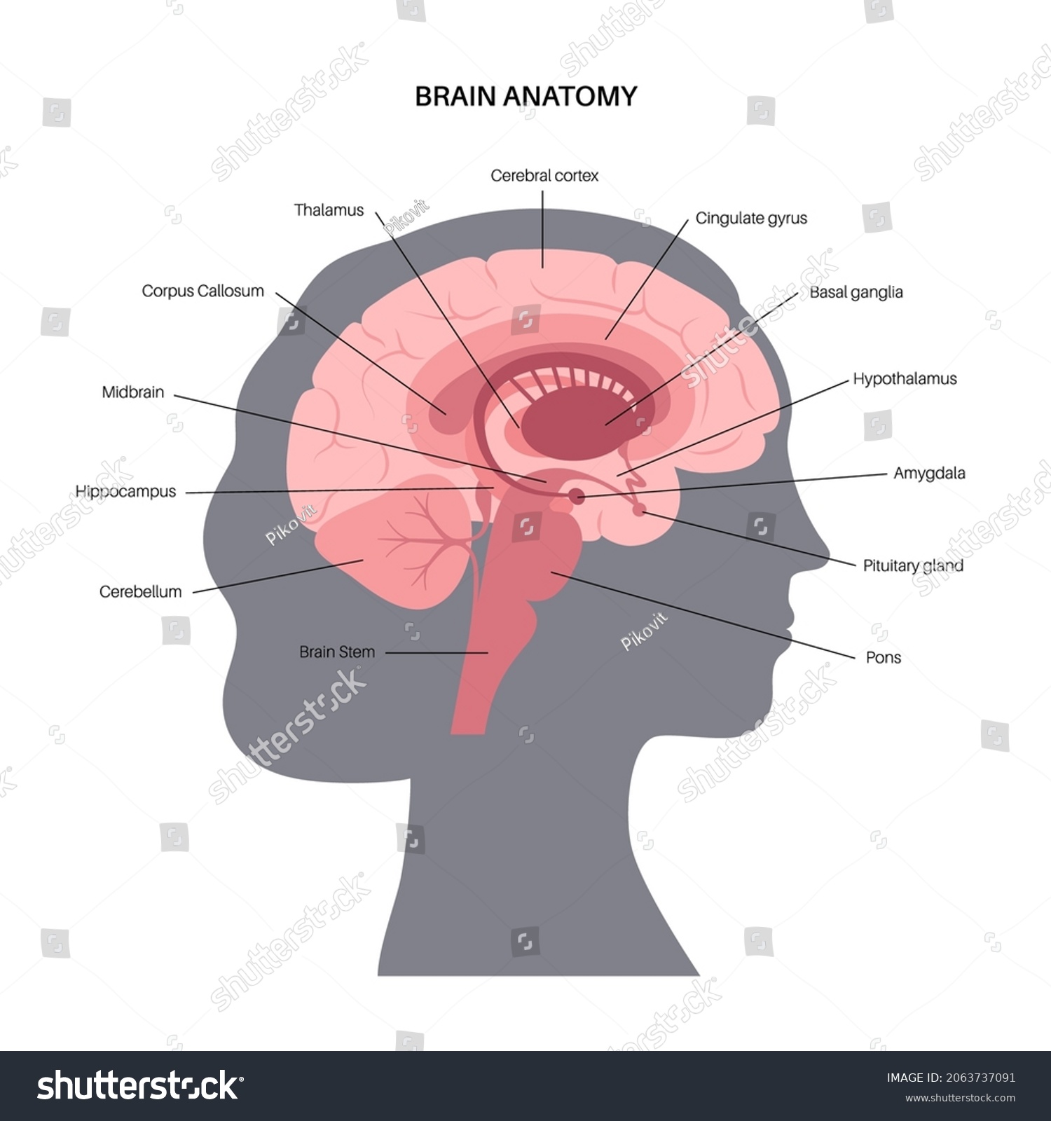 Human Brain Anatomy On White Background Stock Vector (Royalty Free ...