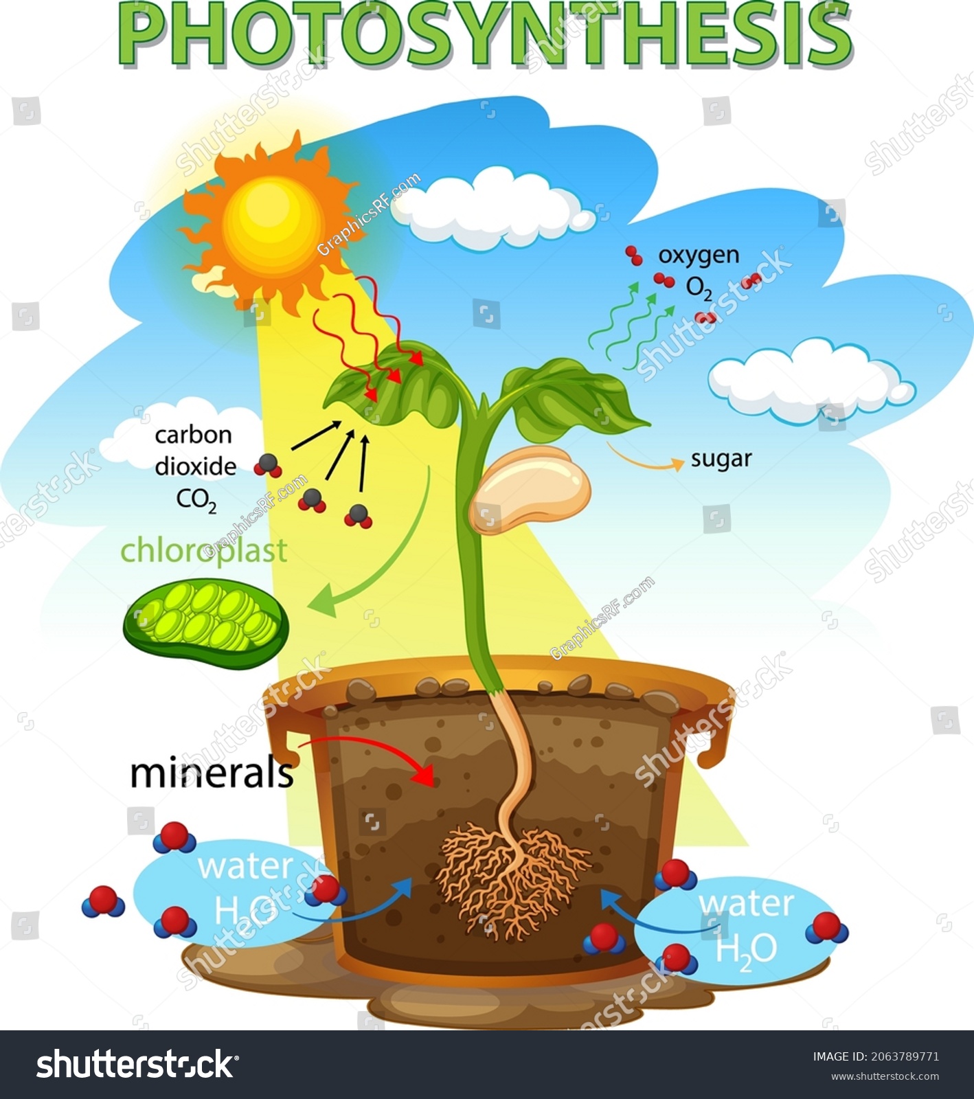 Diagram Showing Process Photosynthesis Plant Illustration Stock Vector ...