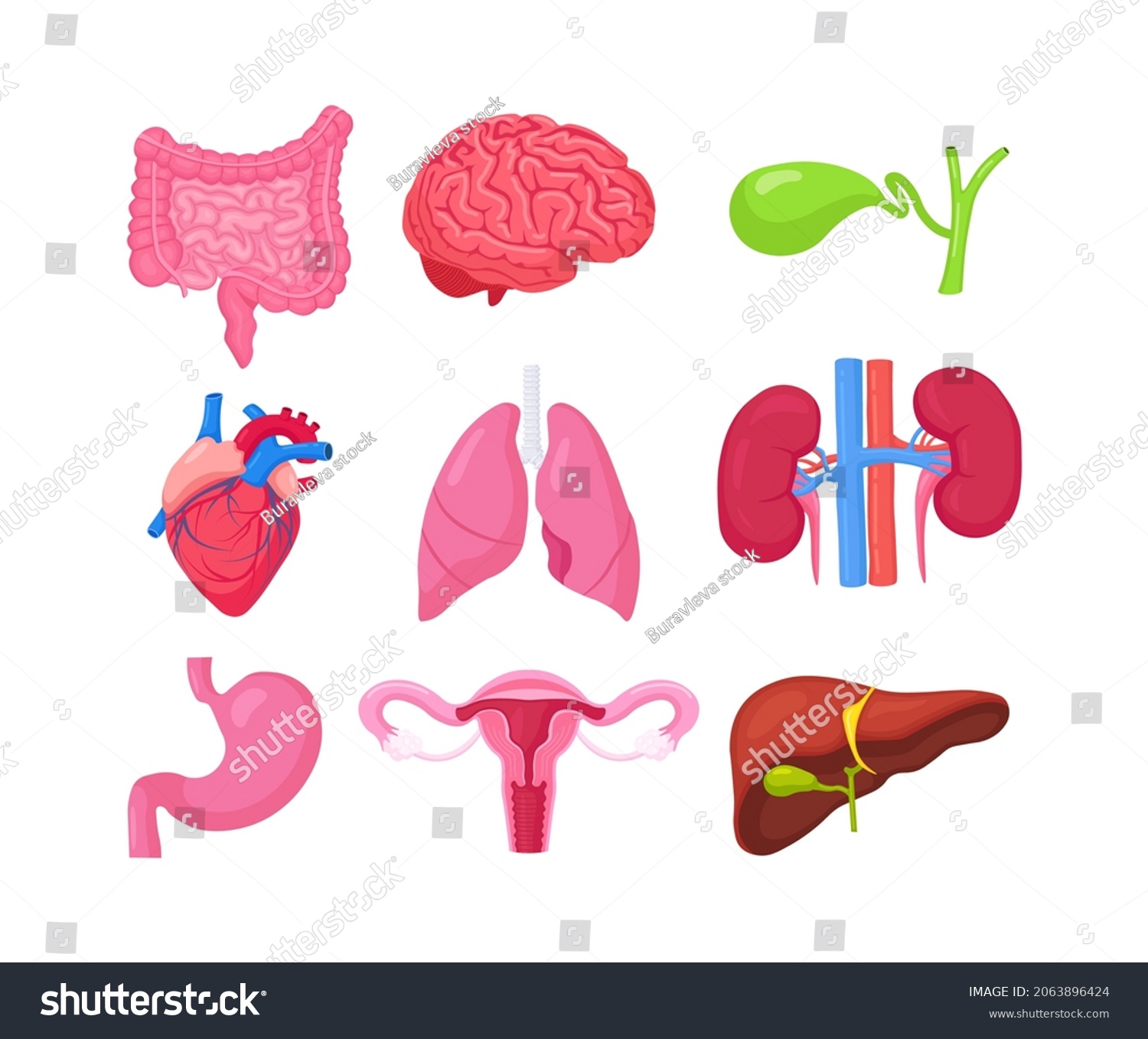 Human Internal Organs Anatomy Brain Intestines Stock Vector (Royalty ...