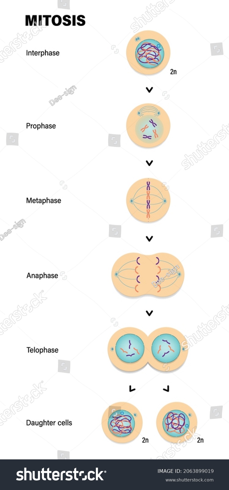 Stages Mitosis Prophase Metaphase Anaphase Telophase Stock Vector