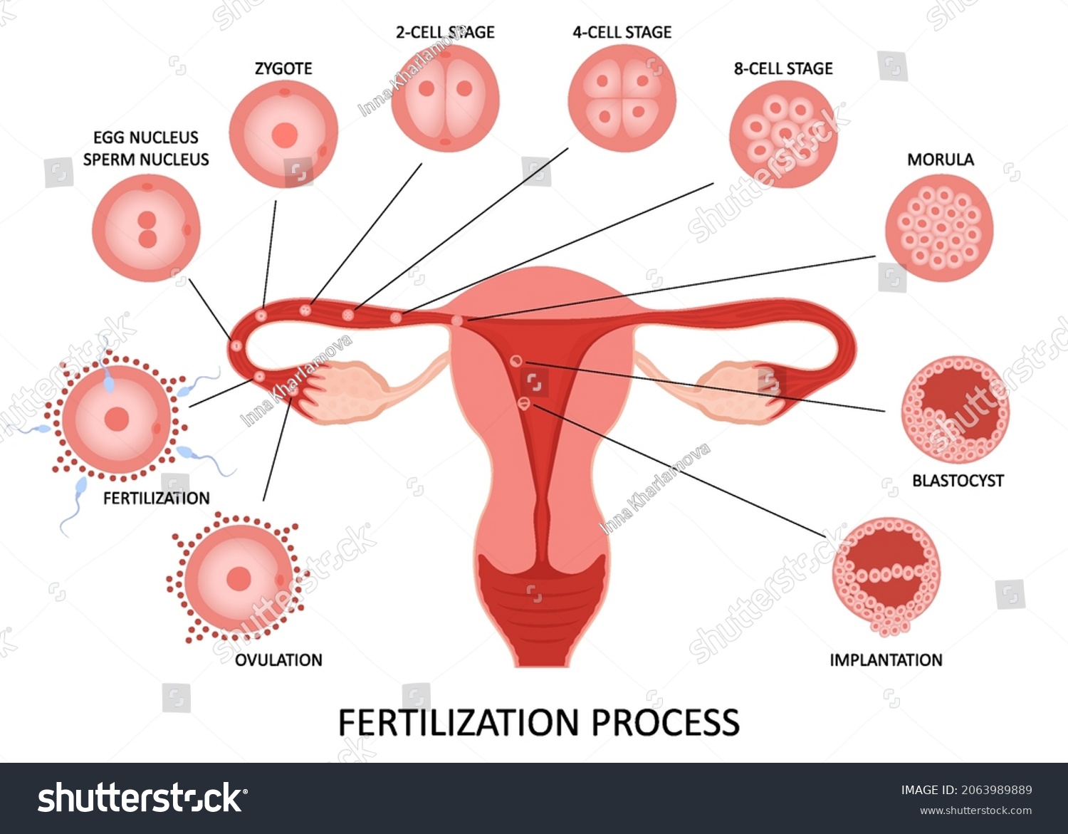 Female Reproductive System Ovulation Fertilization Process Stock Vector Royalty Free 