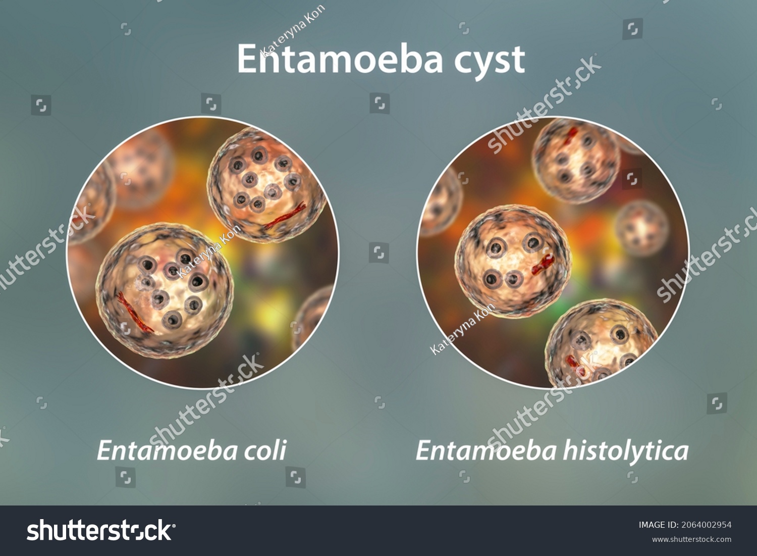 Cysts Entamoeba Protozoan 3d Illustration Entamoeba Stock Illustration 2064002954 Shutterstock 3387