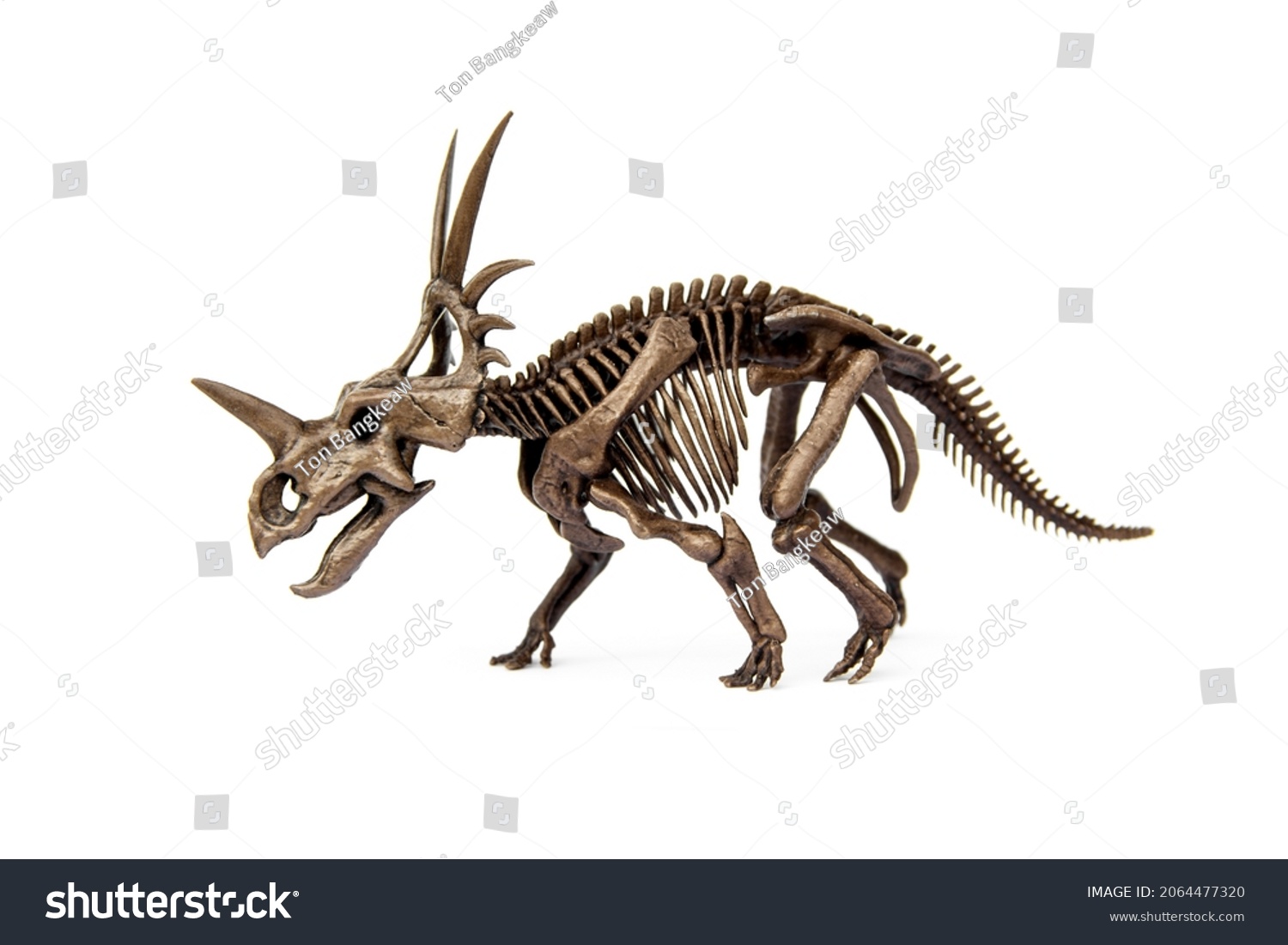 styracosaurus skeleton