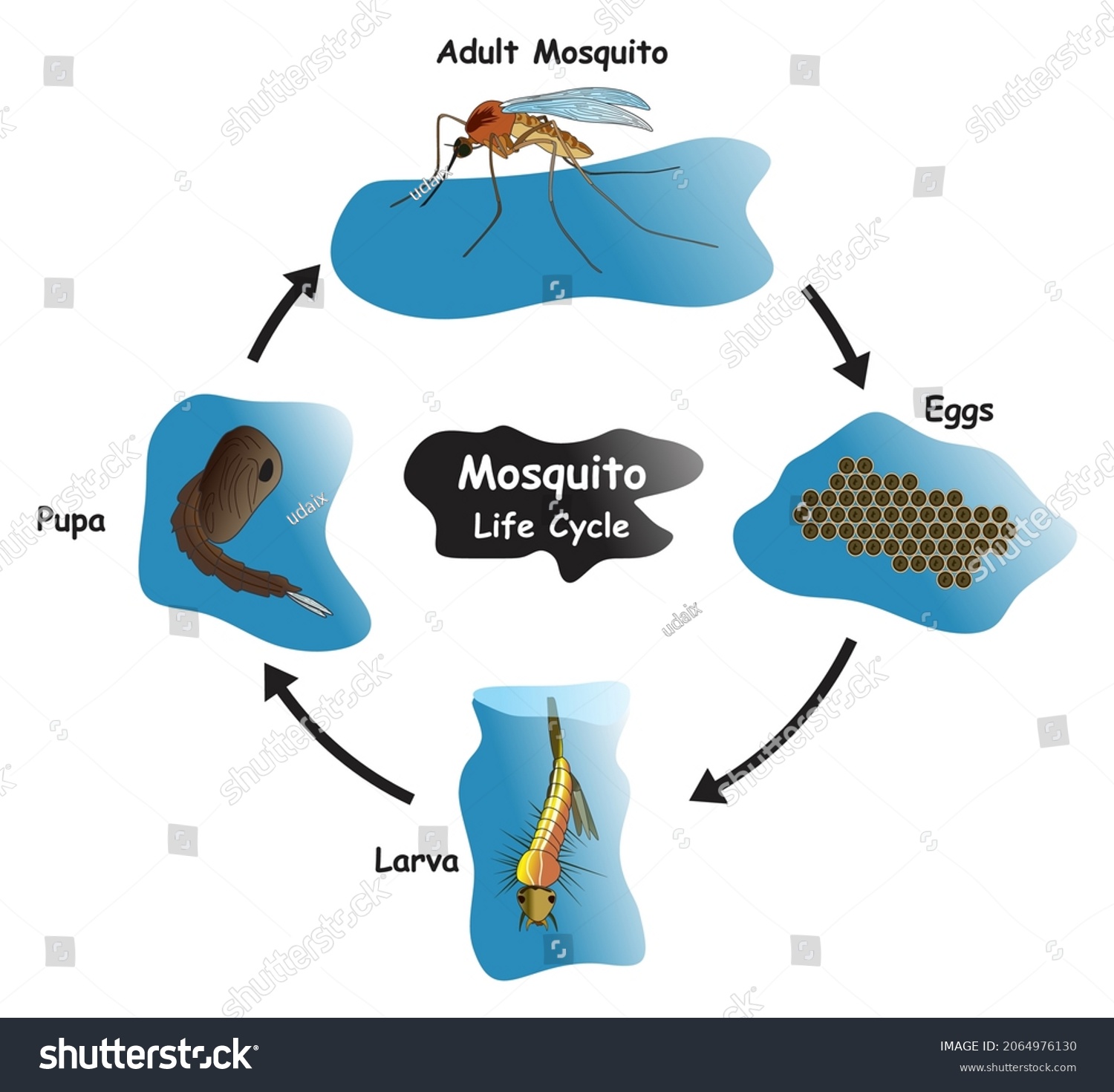 Mosquito Life Cycle Infographic Diagram Showing Stock Vector (Royalty ...