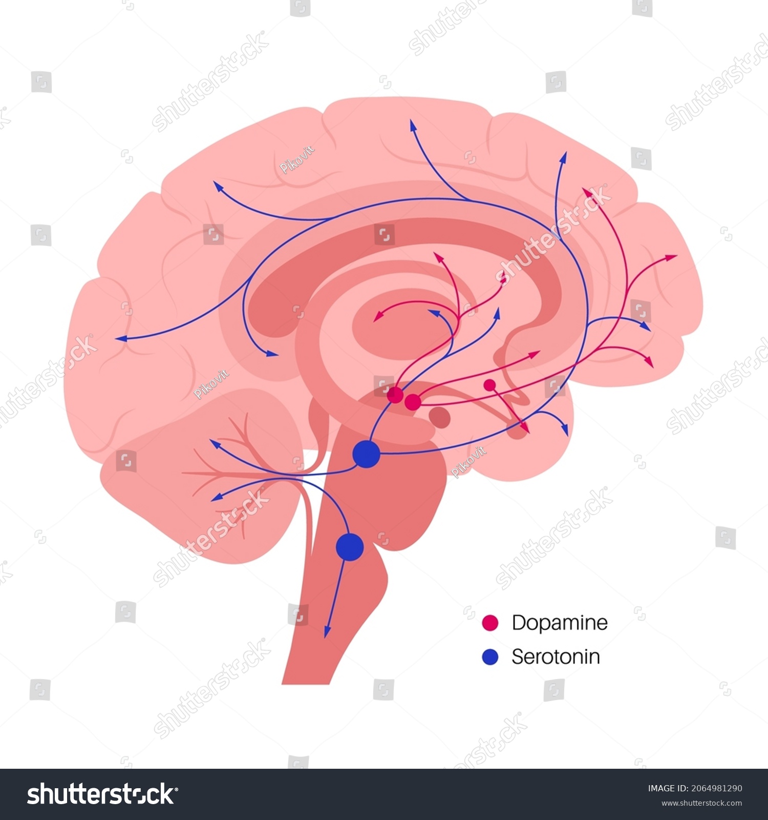 Dopamine Serotonin Hormones Pathway Human Brain: เวกเตอร์สต็อก (ปลอดค่า ...