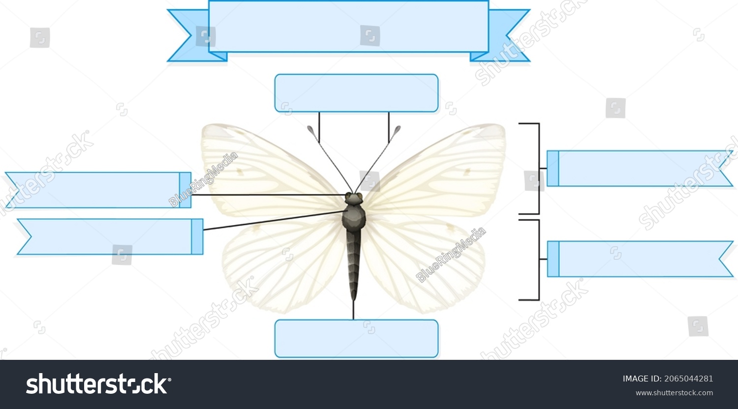 External Anatomy Butterfly Worksheet Illustration Stock Vector (Royalty ...