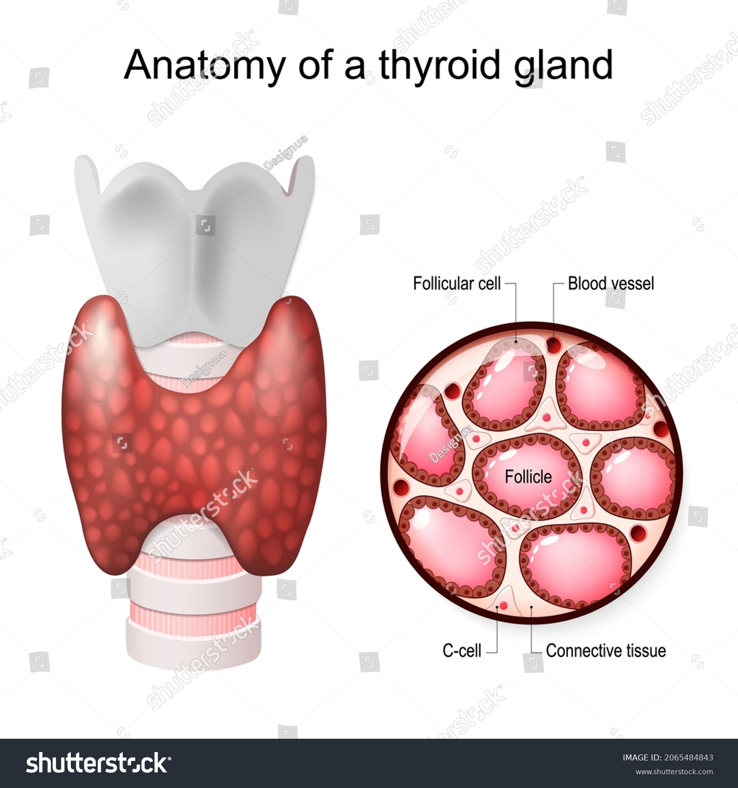 Anatomy Thyroid Gland Follicular Cells Shutterstock Hot Sex Picture 8278