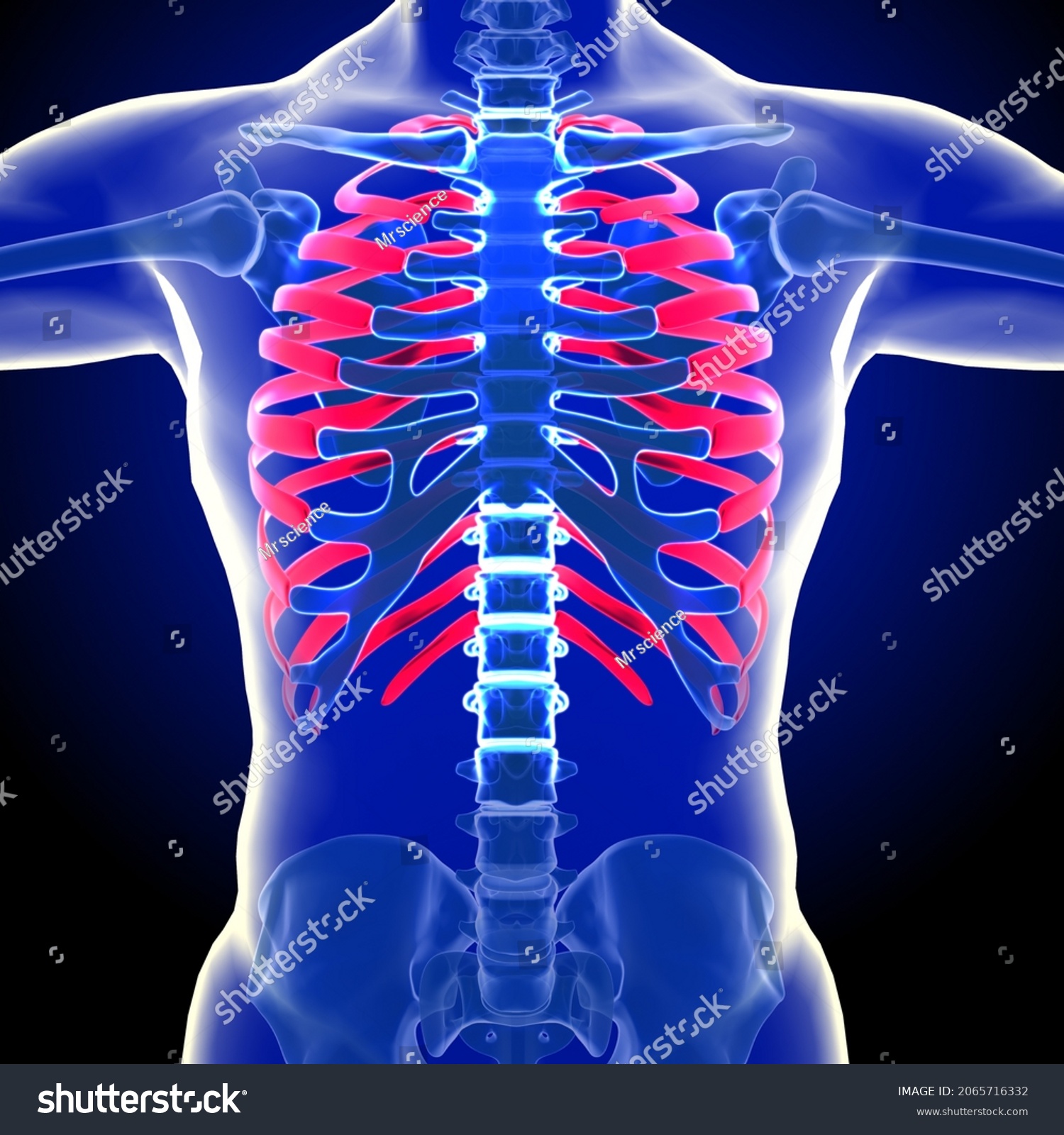 Rib Cage Arrangement Ribs Attached Vertebral Stock Illustration ...