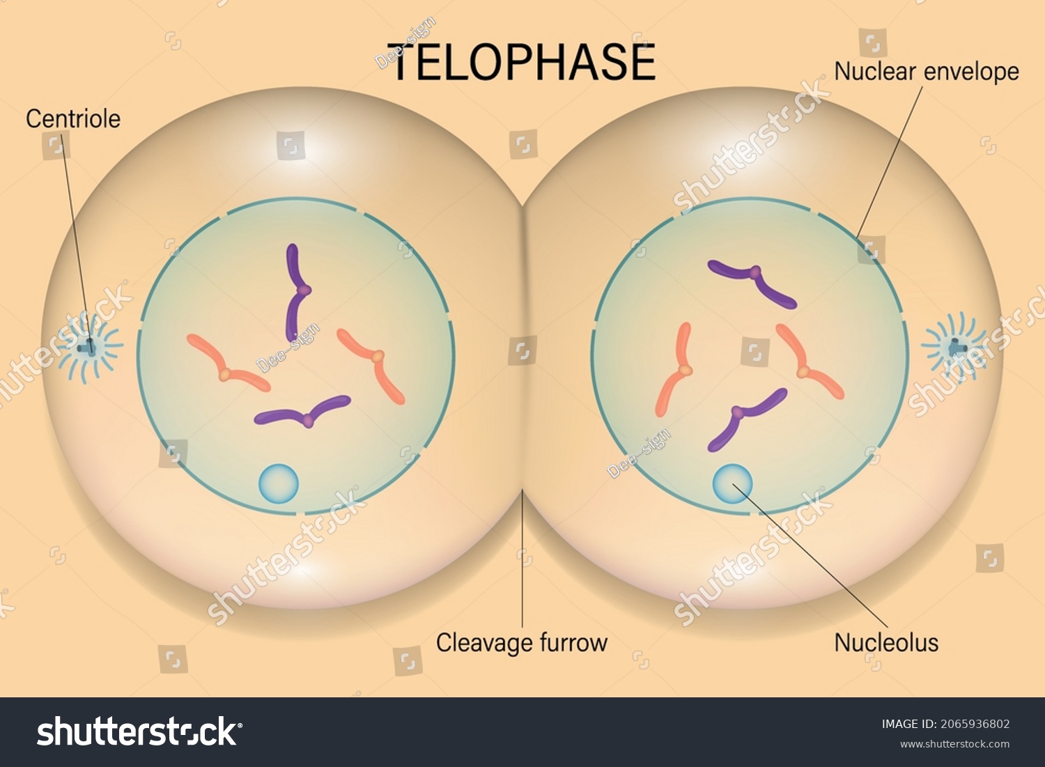 Telophase Cell Division Cell Cycle Stock Vector (Royalty Free