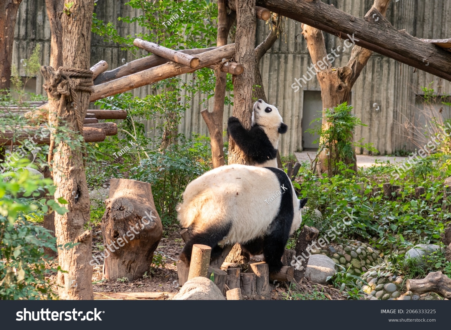 10102021 Giant Panda Helping Her Cub Stock Photo 2066333225 | Shutterstock