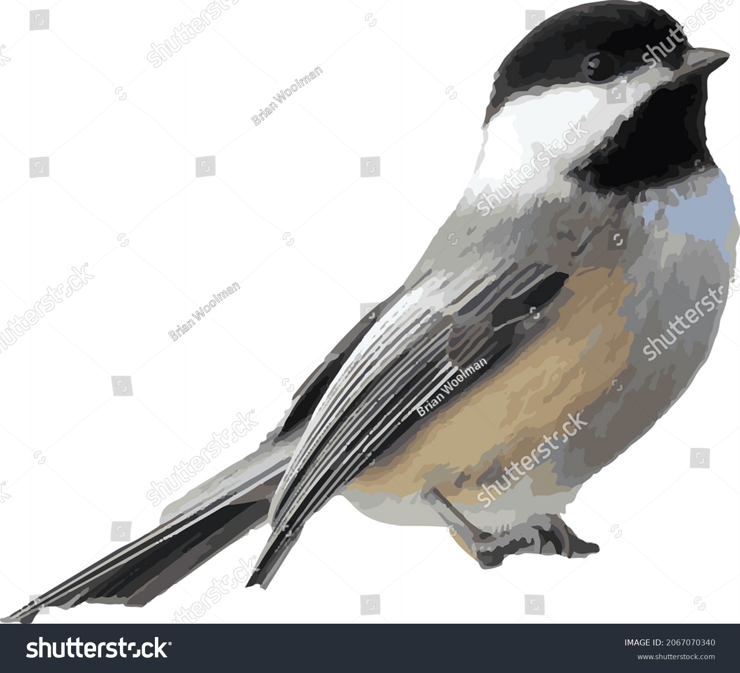 Bird Vector Image Black Capped Chickadee Stock Vector (Royalty Free ...