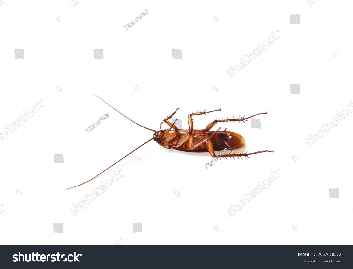 Closeup Cockroach Lying On Stomach Legs Stock Photo 2067078572 ...