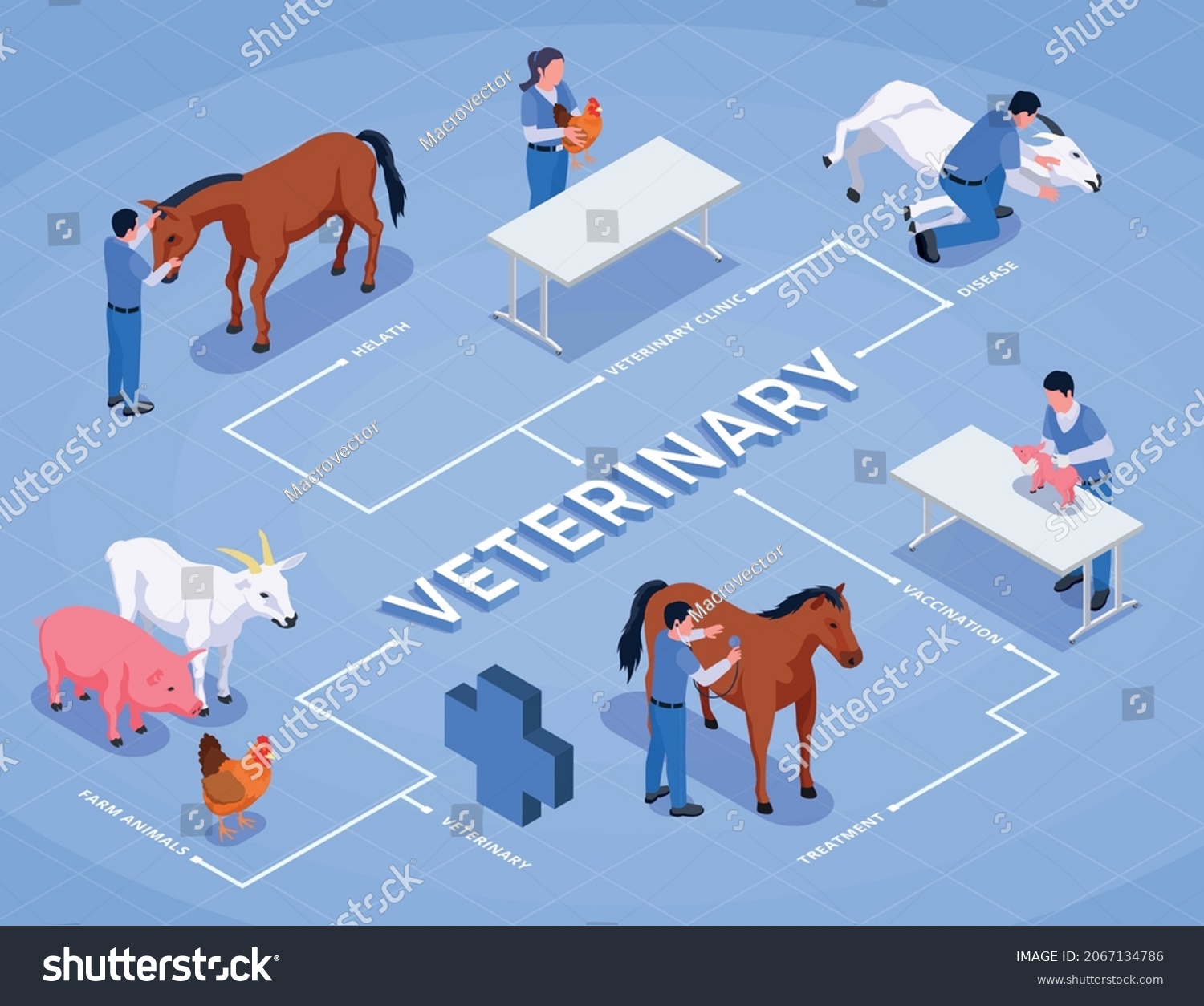 Farm Animals Veterinary Isometric Flowchart Health Stock Vector ...