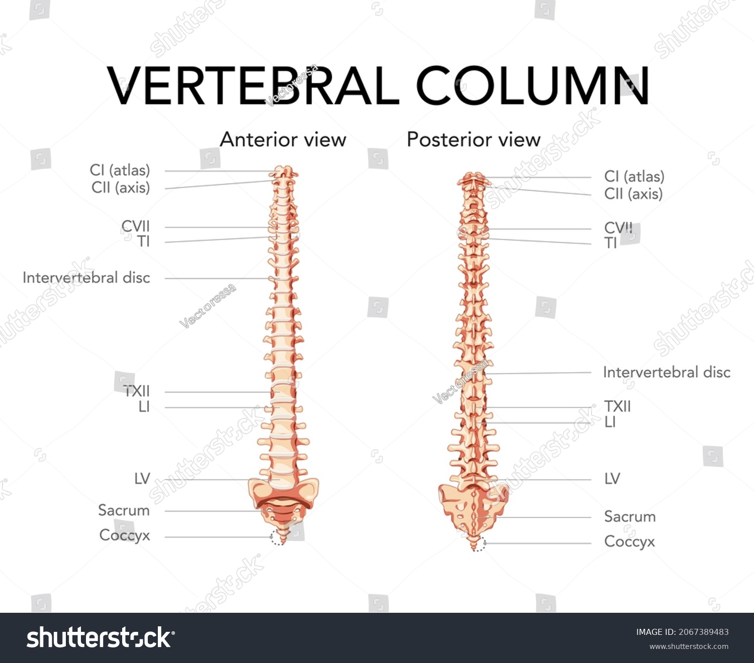 Human Vertebral Column Anterior Posterior View Stock Vector (Royalty ...