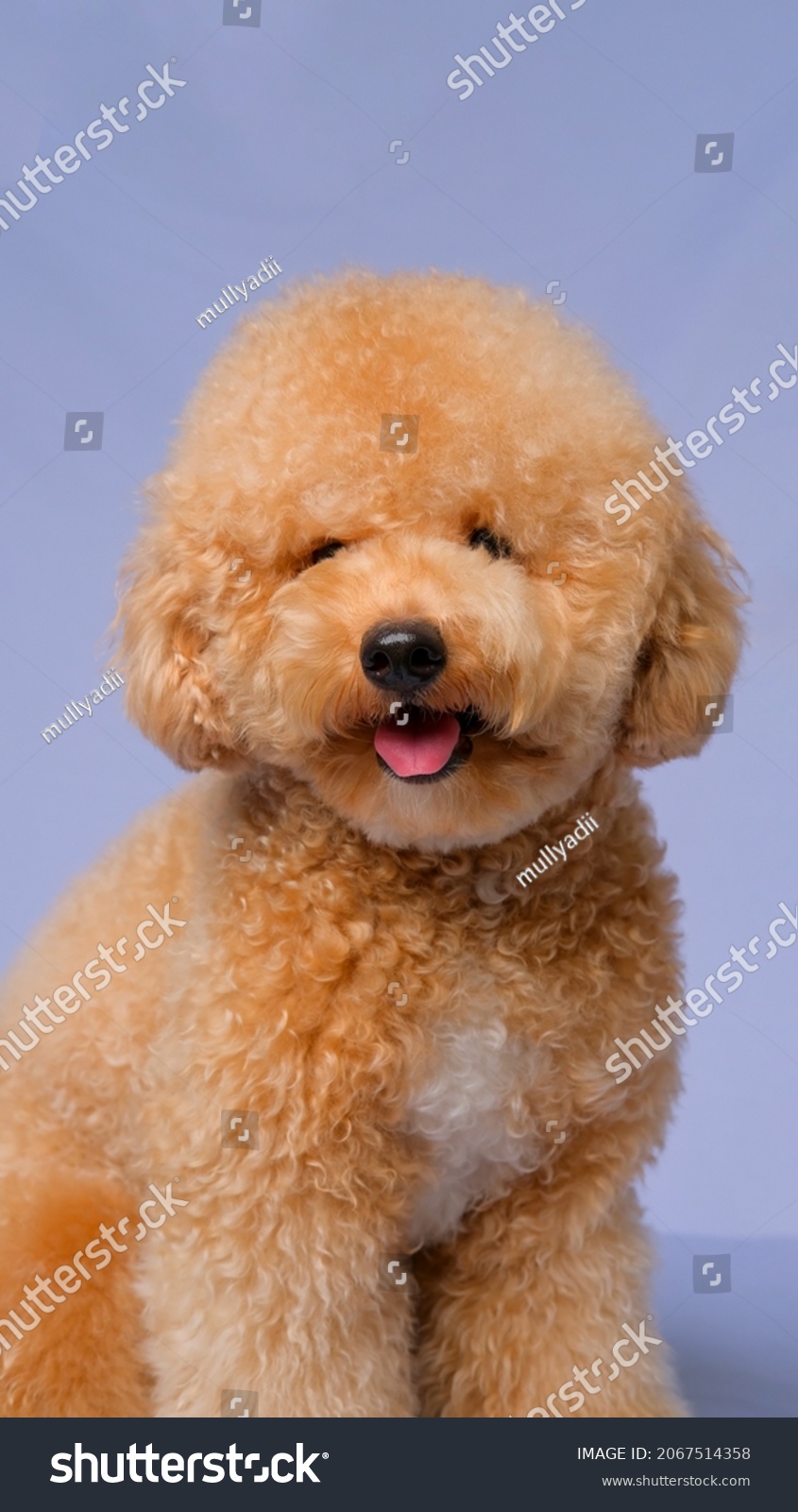 cream standard poodle