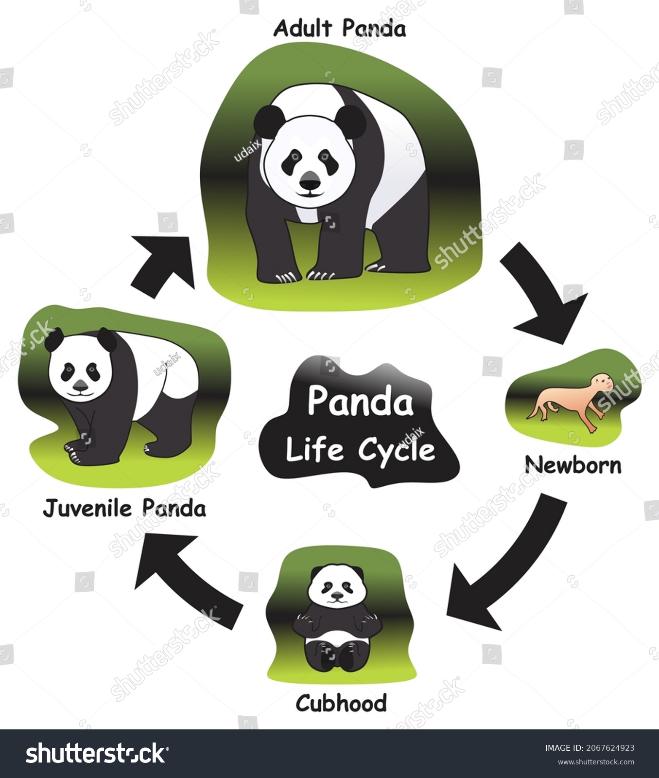 Panda Life Cycle Infographic Diagram Showing 库存矢量图（免版税）2067624923