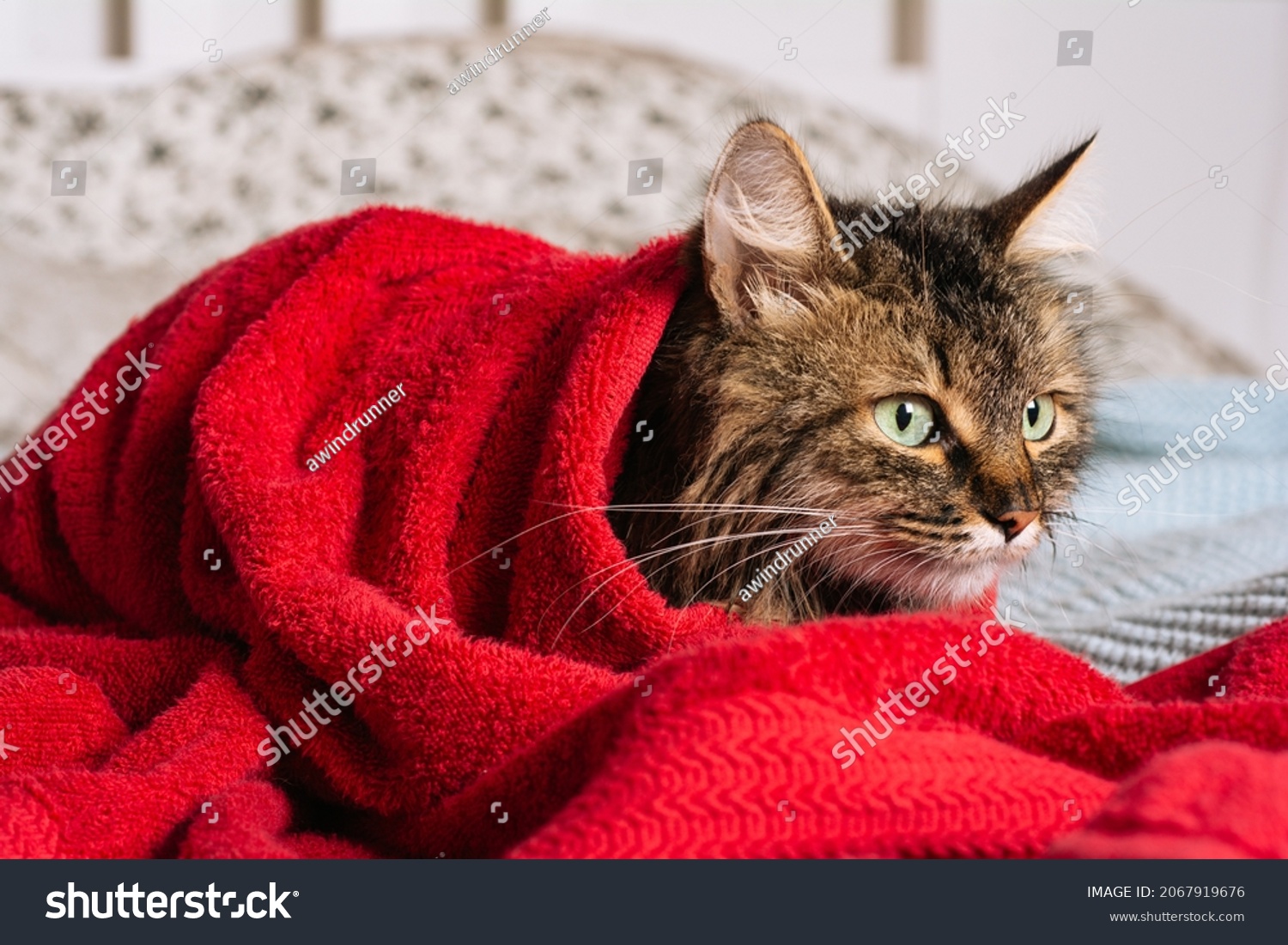 Funny Wet Brown Tabby Cute Kitten Stock Photo 2067919676 | Shutterstock