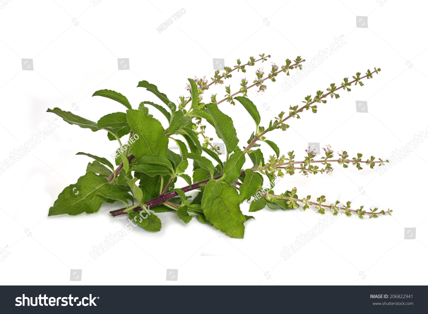 Holy Basil Sacred Basil Ocimum Sanctum Stock Photo 206822941 | Shutterstock