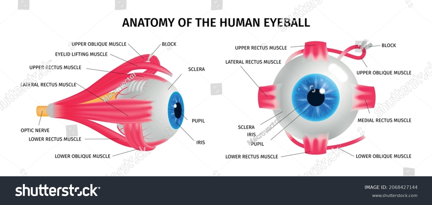 Human Eye Anatomy Concept Set Vision Stock Vector (Royalty Free ...