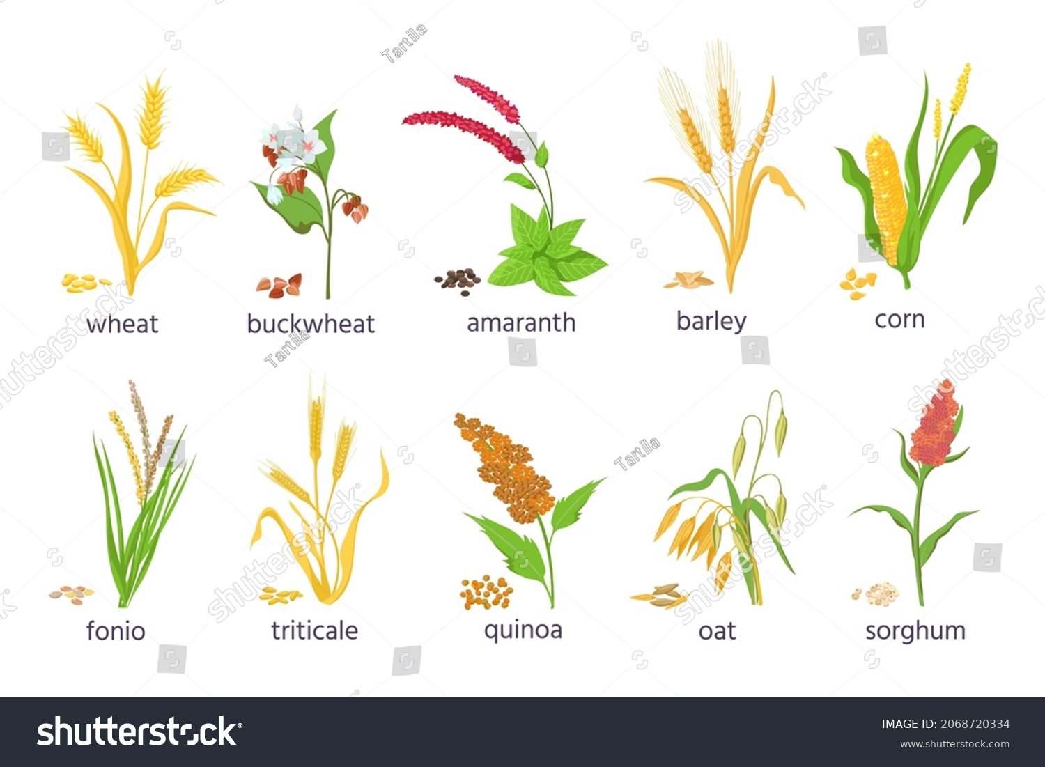 Cartoon Farm Cereal Crops Grain Grass Stock Illustration 2068720334 ...