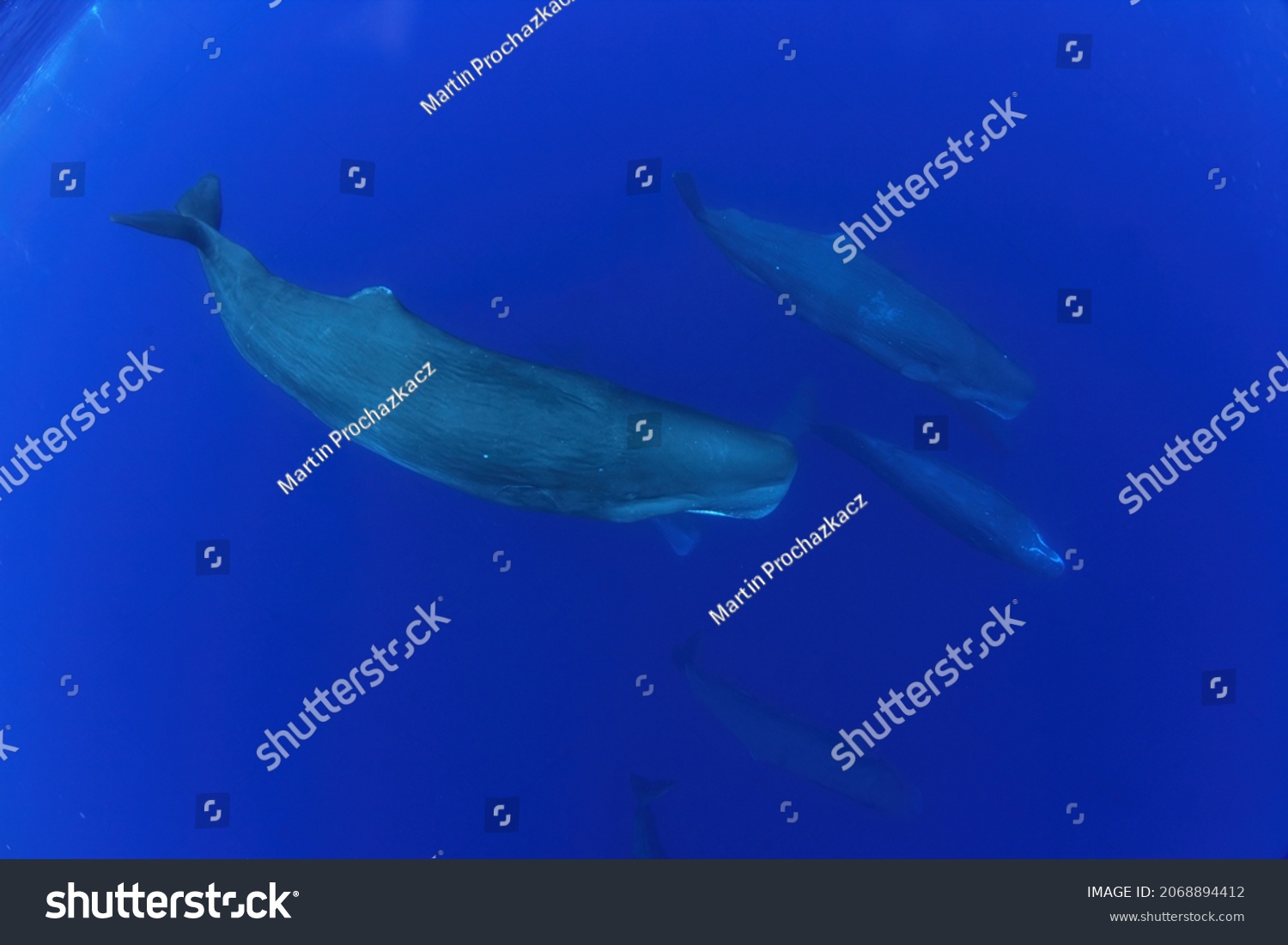 Snorkeling Sperm Whales Indian Ocean Group Stock Photo 2068894412