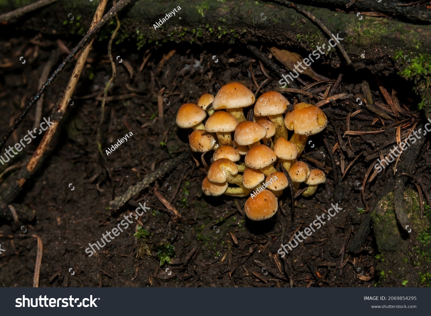 Fungal Colony Belonging Temperate Forest Stock Photo 2069854295 