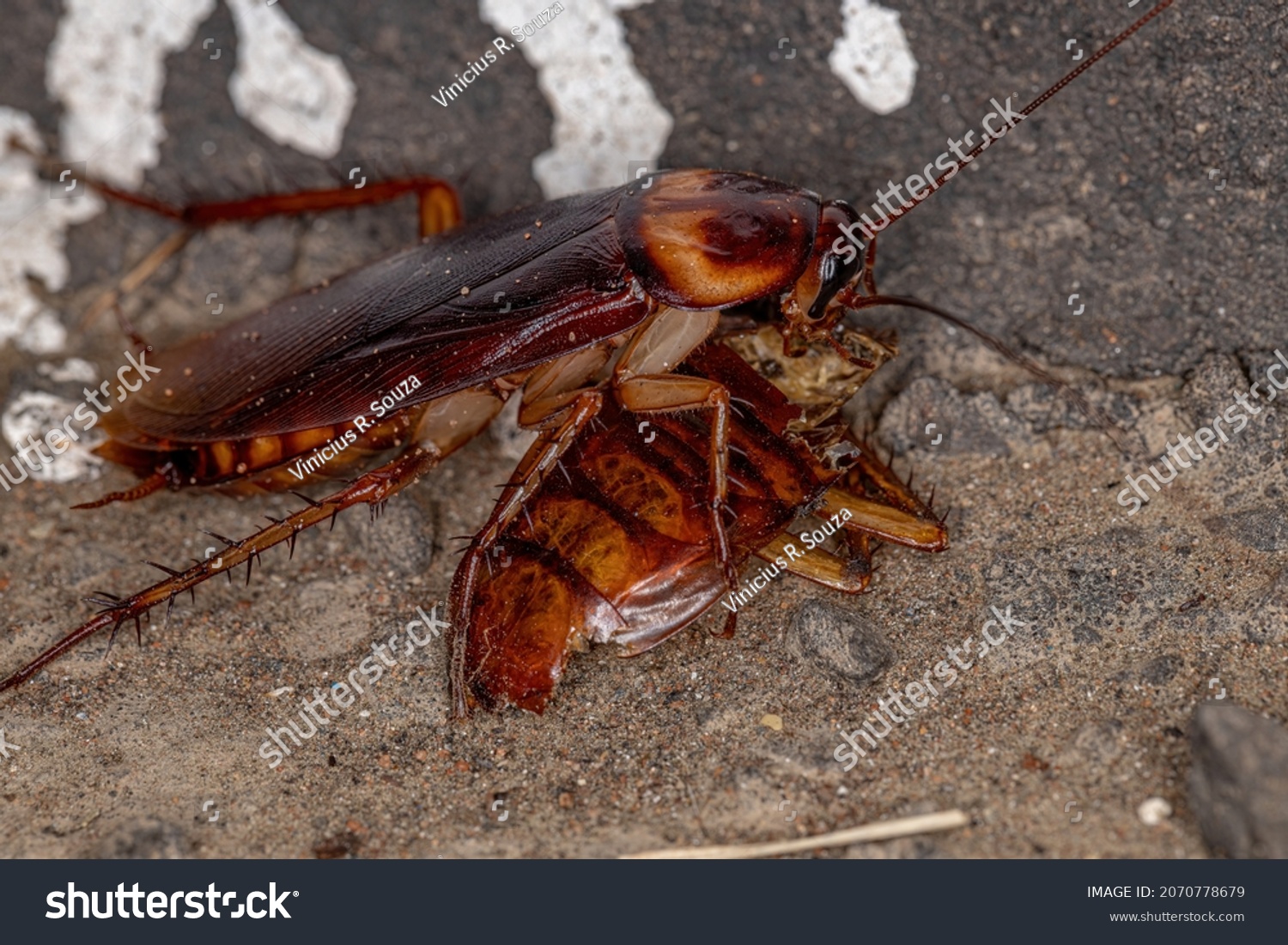 лесной таракан фото