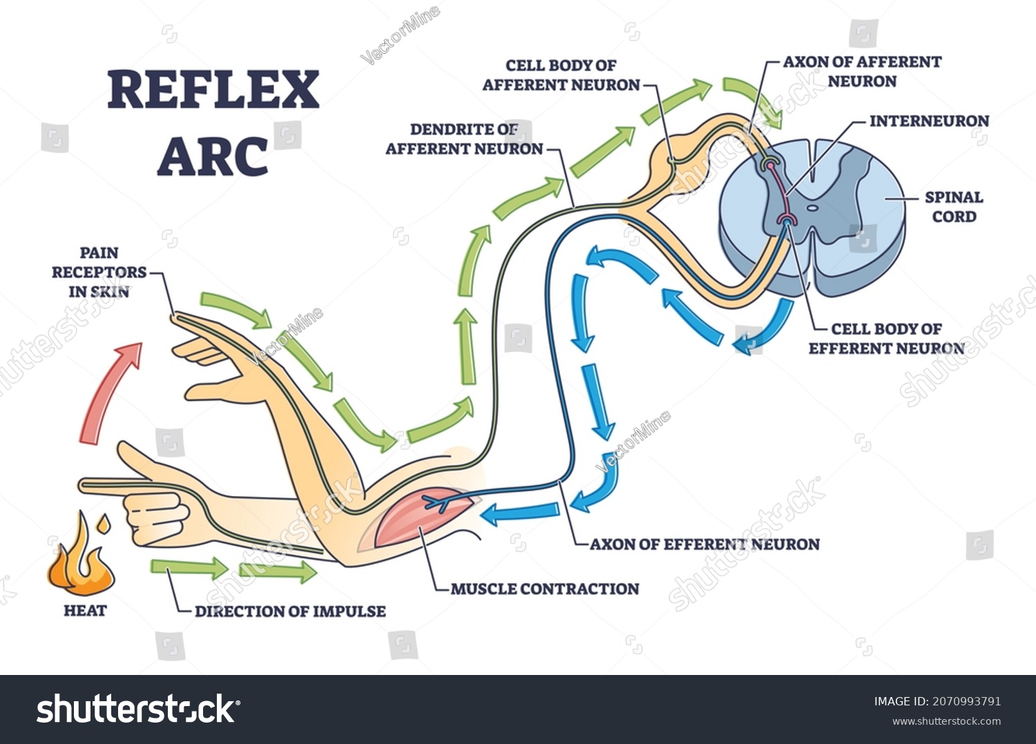 Reflex Arc Explanation Pain Signals Receptor Stock Vector (Royalty Free ...