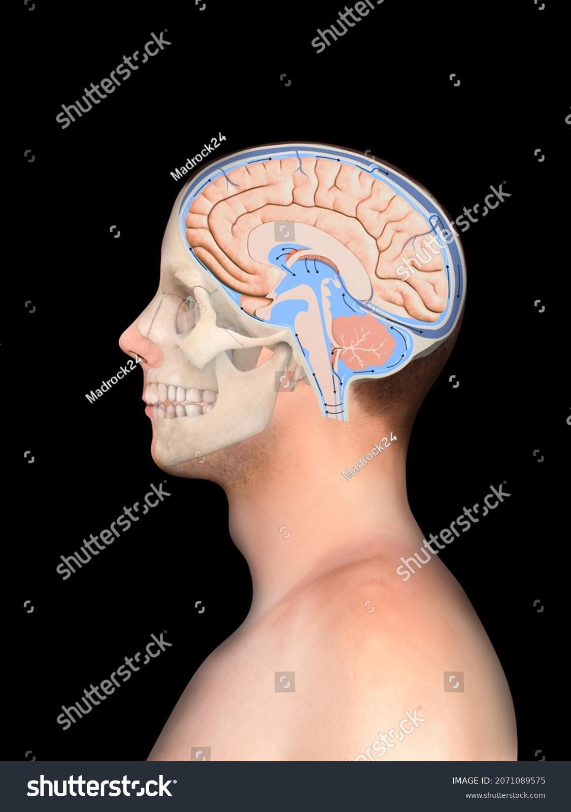 Diagram Illustrating Cerebrospinal Fluid Csf Brain Stock Illustration ...