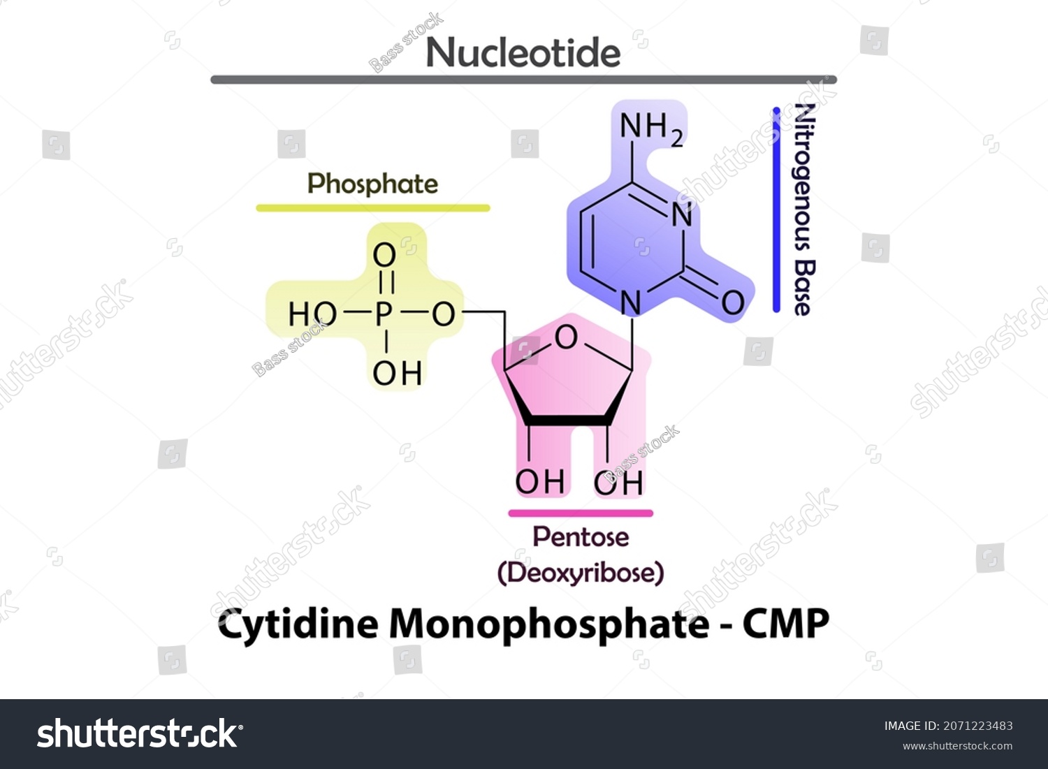 Cmp Cytidine Monophosphate Nucleotide Strcuture Building Stock Vector ...