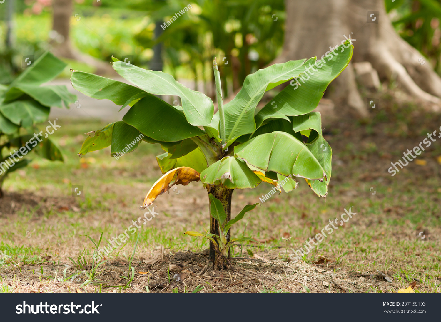 Банановая Пальма