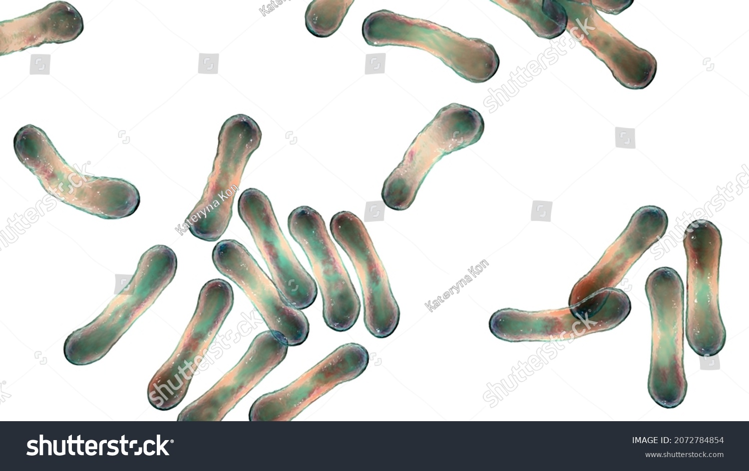 Scientific Image Bacteria Corynebacterium Showing Their Stock Illustration Shutterstock