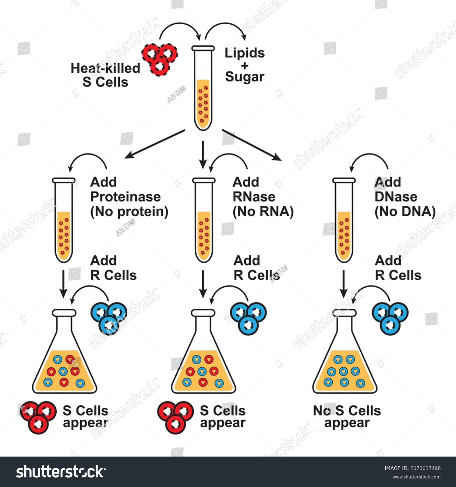 avery macleod mccarty experiment diagram