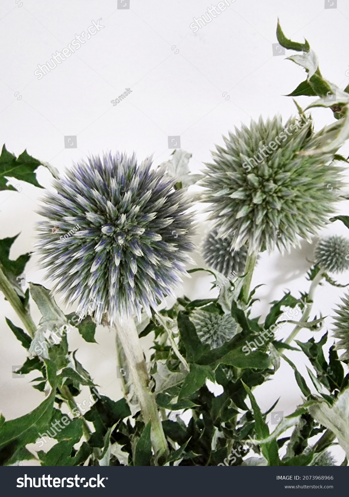 Echinops Bannaticus Star Frost On White Stock Photo 2073968966 ...